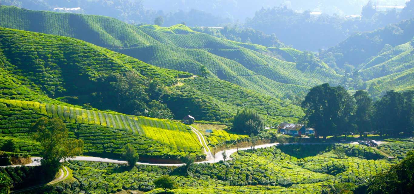 Tea plantations, Cameron Highlands